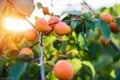 Ripe apricots branch in sunshine Royalty Free Stock Photo