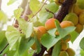 A bunch of ripe apricots grows on a tree branch among green foliage in a garden on a summer sunny day. Place for text Royalty Free Stock Photo