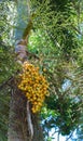 A bunch of ripe Areca nut Areca catechu fruits hang on tree. Royalty Free Stock Photo