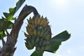 A bunch of ripe bananas on an agricultural plantation tree. Ripe bunch of bananas on the palm. Closeup picture Royalty Free Stock Photo