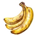 A bunch of ripe bananas comes to life in this watercolor painting