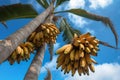 Ripe Bananas on a Sunny Day Royalty Free Stock Photo