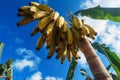 Ripe Bananas on a Sunny Day Royalty Free Stock Photo