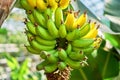 A bunch of ripe bananas on a palm tree. Dessert bananas. Lemonarium Royalty Free Stock Photo