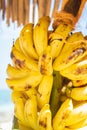 Bunch of ripe bananas. Sweet tropical fruits. Stack of baby bananas. Vegetarian food. Delicious fruits. Tasty exotic grocery.