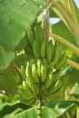 Bunch of ripe bananas on tree. Agricultural plantation at Spain island. Unripe bananas in the jungle close up.