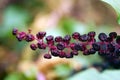 Bunch with ripe berries Phytolacca