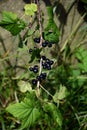 Bunch of ripe black currant Royalty Free Stock Photo