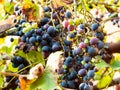 Bunch of ripe black grapes closeup on vineyard Royalty Free Stock Photo