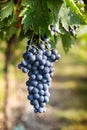 Bunch of ripe black grapes hanging in vineyard Royalty Free Stock Photo