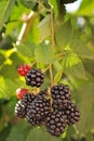 Bunch of ripe blackberries