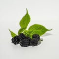 A bunch of ripe blackberries with leaves. Blackberries in a pile on a white background. Blackberries With White Leaves Royalty Free Stock Photo