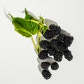 A bunch of ripe blackberries with leaves. Blackberries in a pile on a white background. Blackberries With White Leaves. Royalty Free Stock Photo