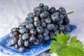 Bunch of ripe blue-black table grape with leaf served on blue plate as dessert Royalty Free Stock Photo