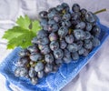 Bunch of ripe blue-black table grape with leaf served on blue plate as dessert Royalty Free Stock Photo