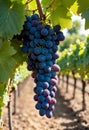 A bunch of ripe blue grapes growing on a bush in the rows of a vineyard on a sunny day