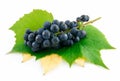 Bunch of Ripe Blue Grapes with Leaf Isolated Royalty Free Stock Photo