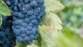 Bunch of ripe blue wine grapes on a vine on green leaves background