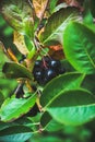 Bunch of ripe chokeberries on the tree Royalty Free Stock Photo