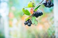 Bunch of ripe chokeberries on the tree Royalty Free Stock Photo