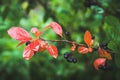 Bunch of ripe chokeberries on the tree Royalty Free Stock Photo