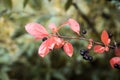 Bunch of ripe chokeberries on the tree Royalty Free Stock Photo