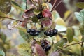 Bunch of ripe chokeberries on the tree Royalty Free Stock Photo