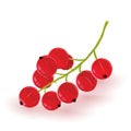 Bunch of ripe currant. Sweet red berries. Ingredient for vegetarian, vegan, diet kitchen.