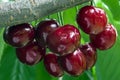 Bunch of ripe dark red cherries on a branch. Royalty Free Stock Photo