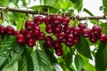 Bunch of ripe dark red cherries on a branch. Royalty Free Stock Photo