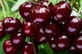 Bunch of ripe dark red cherries on a branch. Selective focus Royalty Free Stock Photo