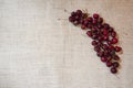 A bunch of ripe dark sweet cherries on burlap Royalty Free Stock Photo