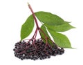 Bunch of ripe elderberries with green leaves on white background