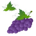 Bunch of ripe fresh blue purple wine grapes on a branch with green leaves isolate on a white background. Harvest, healthy food, Royalty Free Stock Photo