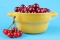 A bunch of ripe, fresh cherries with a cherry in a yellow bowl on a bright blue paper background Royalty Free Stock Photo