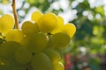 Bunch of ripe  fresh insolated  green grapes Royalty Free Stock Photo