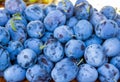 Bunch of ripe fresh plums Royalty Free Stock Photo