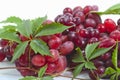 Bunch ripe, fresh red grapes with leaves Royalty Free Stock Photo