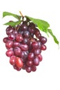 Bunch ripe, fresh red grapes with leaves.