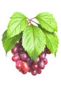 Bunch ripe, fresh red grapes with leaves. Royalty Free Stock Photo