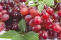 Bunch ripe, fresh red grapes with leaves.