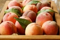 Healthy eating habits concept. Wooden tray fully stacked with local produce farm grown organic ripe peaches. Royalty Free Stock Photo