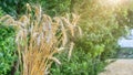 Bunch of ripe golden wheat on the nature background. Farmland, season of harvest Royalty Free Stock Photo