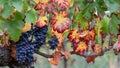 Bunch of ripe grapes, beautiful colorful leaves of spanish vineyard close-up