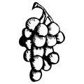 Bunch of ripe grapes. Engraving style. Hand drawing.