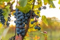 A bunch of ripe grapes from a farm during sunset in the background on the horizon wine, moving in strong wind before harvesting