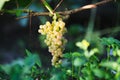 Bunch of ripe grapes hangs from a vine Royalty Free Stock Photo