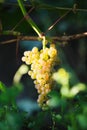 Bunch of ripe grapes hangs from a vine Royalty Free Stock Photo