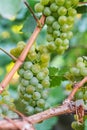 Bunch of ripe grapes hangs from a vine Royalty Free Stock Photo