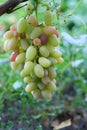 Bunch of ripe grapes hangs from a vine Royalty Free Stock Photo